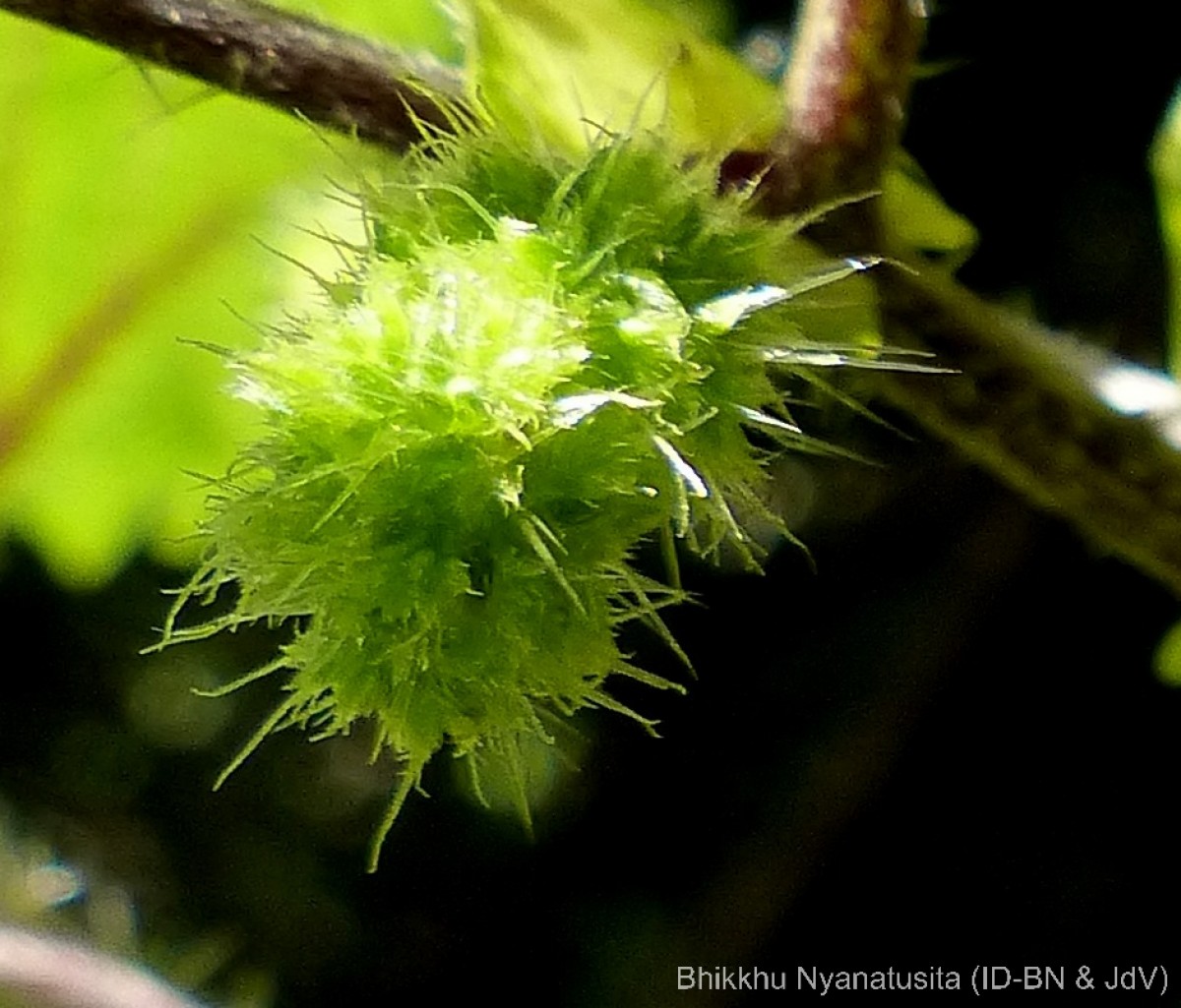 Girardinia diversifolia (Link) Friis